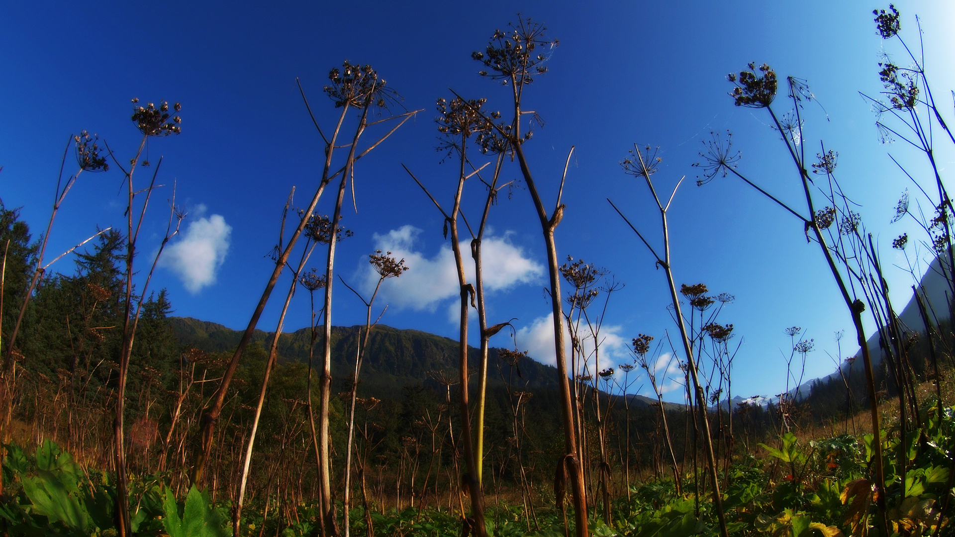 Cow Parsnip